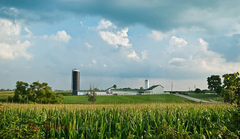 Corn Farm Landscape