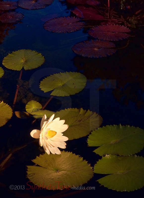 Tropical Water Lily 1