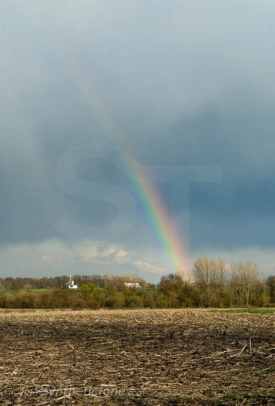 Cornfield Rainbow