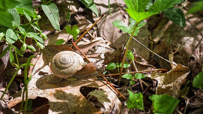 Slow and Low Snail