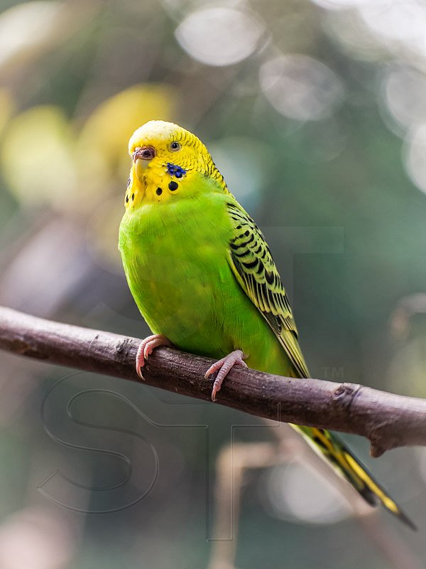 Parakeet Pose