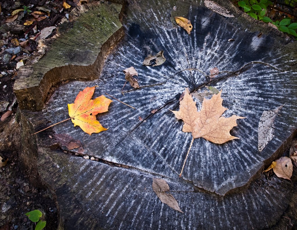 Stump in Fall