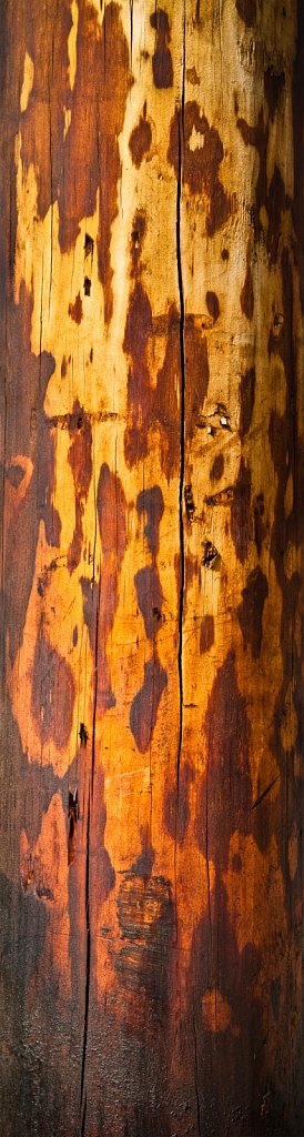 Wood Utlity Pole Wide Section